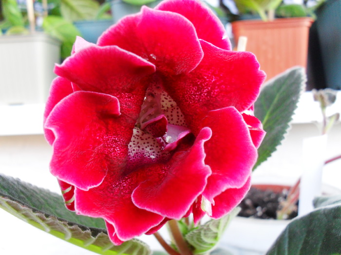 Tigrina Red Dubla 2 TR2 - Gloxinii 2010