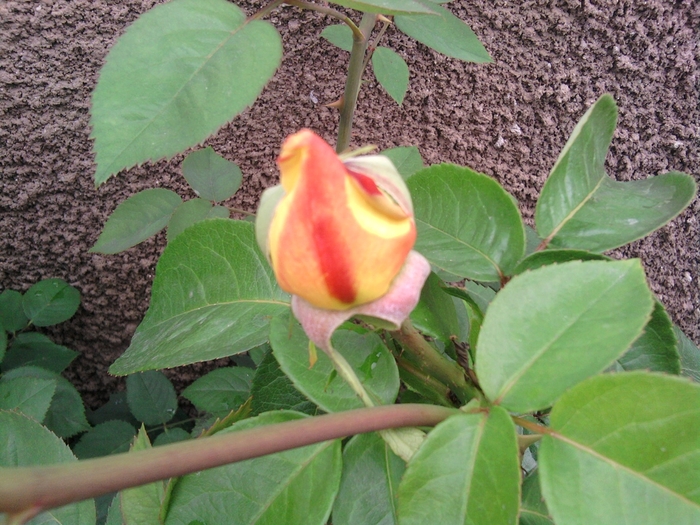 SP_A0645