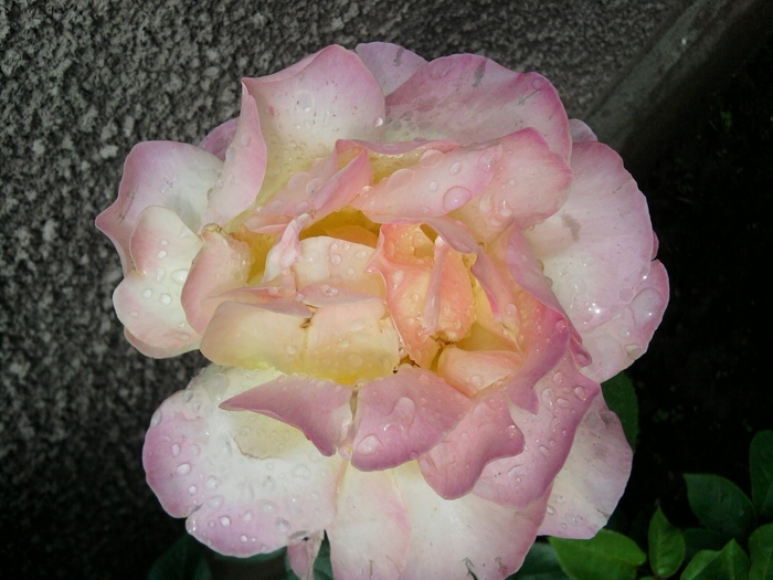 SP_A0750