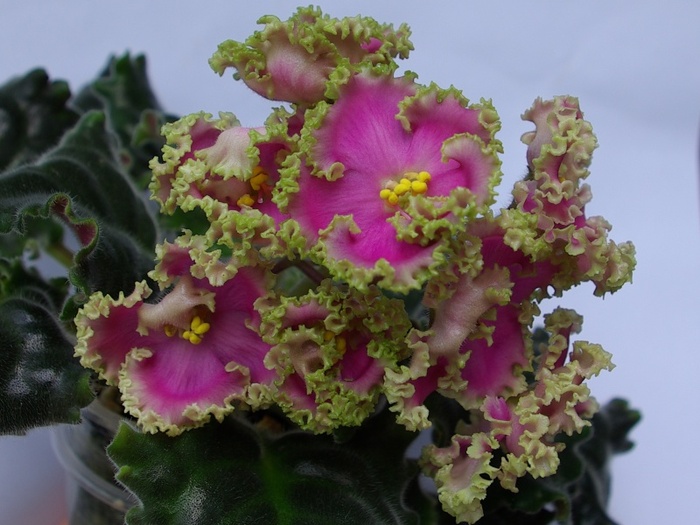 Highschool Sweetheart