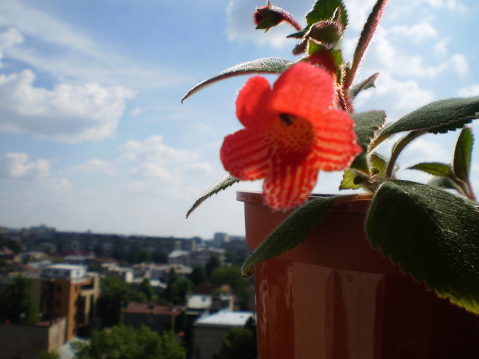 KOHLERIA din bobocel - FLORI