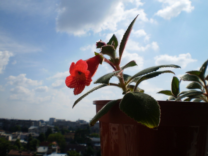 KOHLERIA din bobocel - FLORI