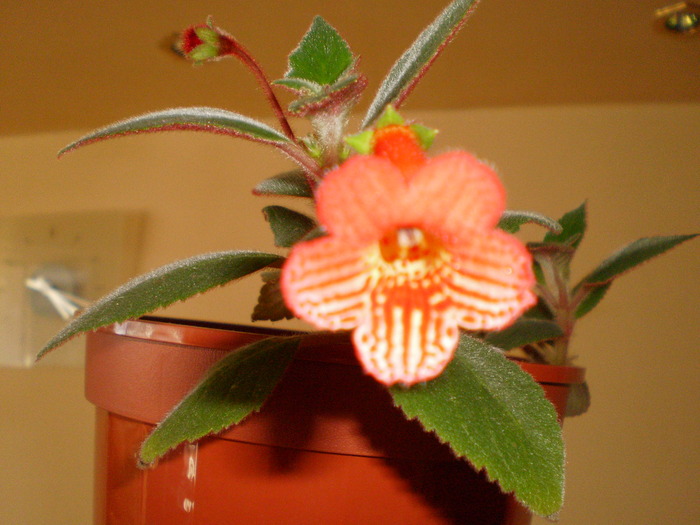 KOHLERIA din bobocel - FLORI