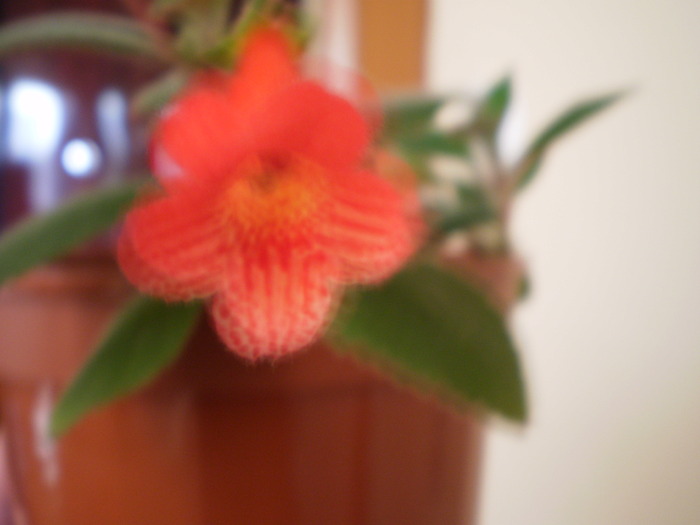 KOHLERIA din bobocel - FLORI