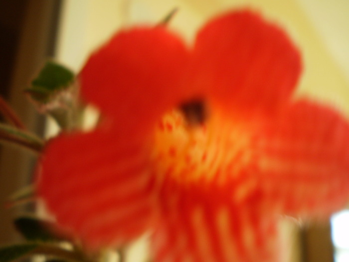 KOHLERIA din bobocel - FLORI