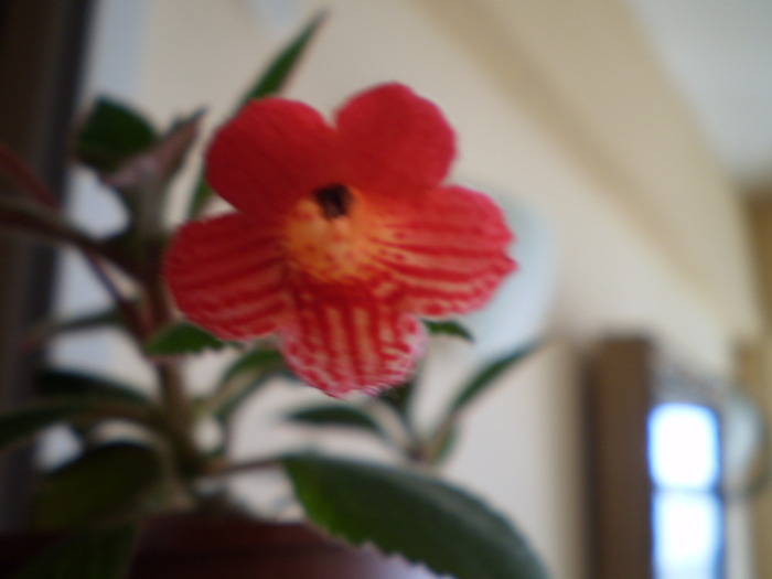 KOHLERIA din bobocel - FLORI