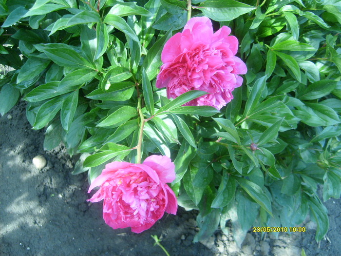 S6303538 - gradina mea 2010