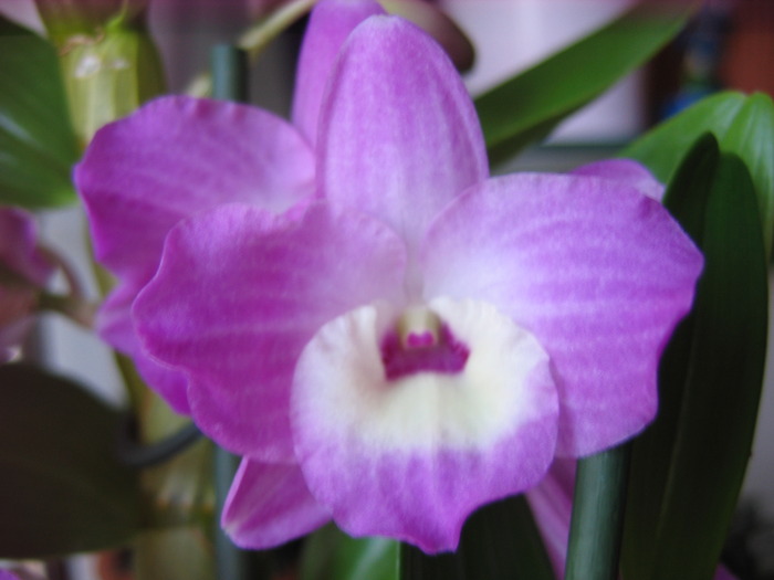 dendrobium nobile; 23.05
