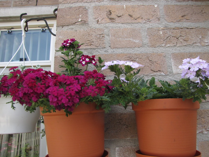 Verbena 24 mai 2010 (2)