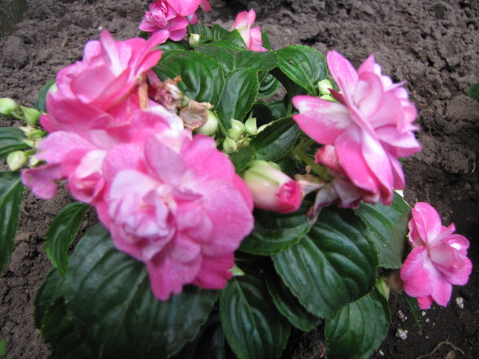 Impatiens 24 mai 2010 (1) - impatiens