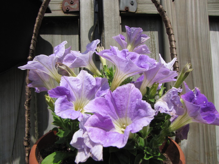 Petunii 24 mai 2010 (1)