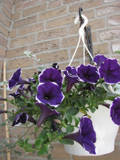 Petunii 24 mai 2010 (4)