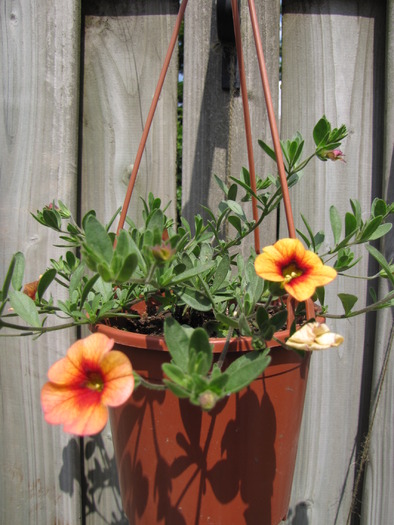 Calibrachoa 24 mai 2010 (1)