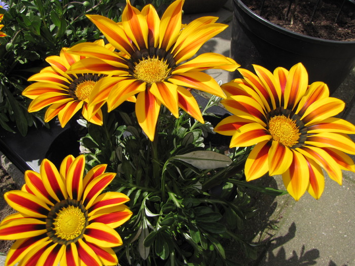 Gazania Splendes 24 mai 2010 - plante diverse