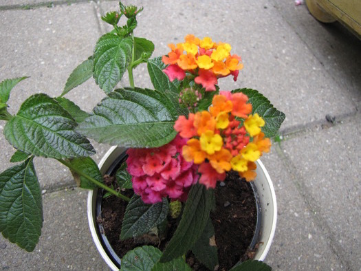 Lantana 24 mai 2010 (2) - lantana