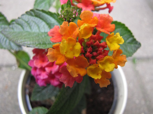 Lantana 24 mai 2010 (3) - lantana