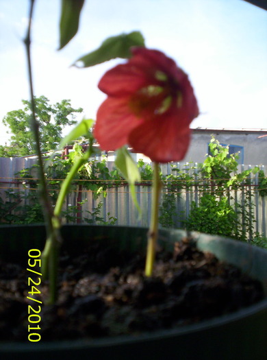 Abutilon portocaliu; multumim(d-nei Sica) ptr puiuti
