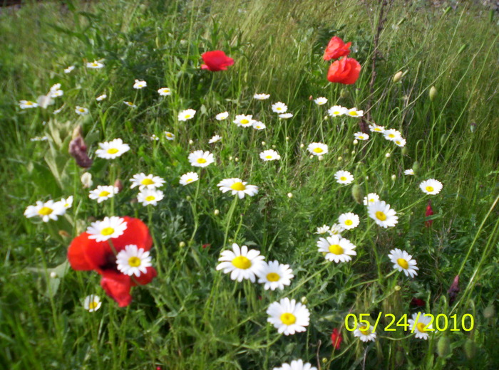 100_2766 - flori de camp