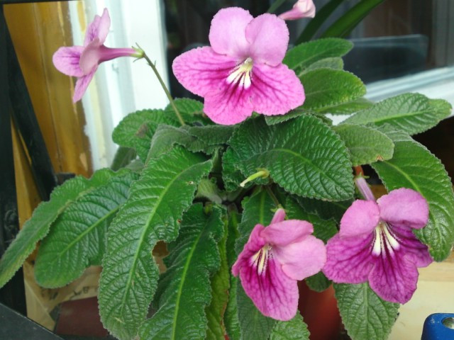 Streptocarpus