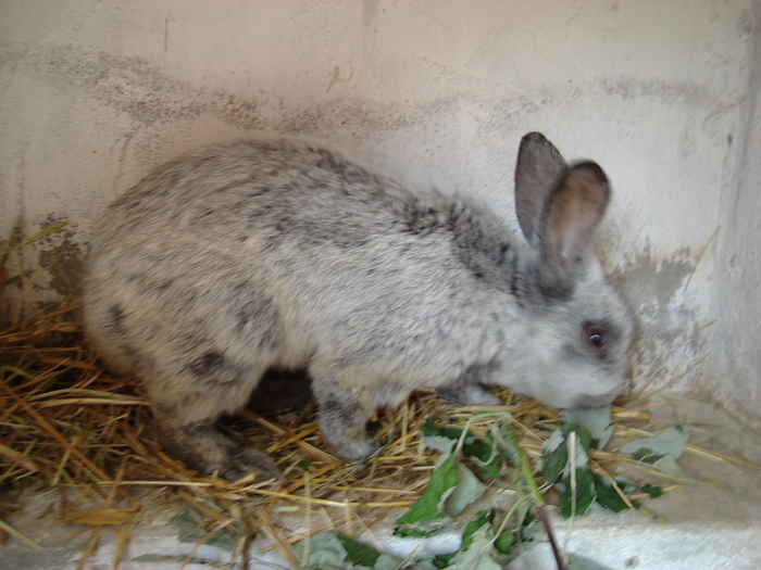 Argintiu francez - 08 - Ferma iepuri Moreni