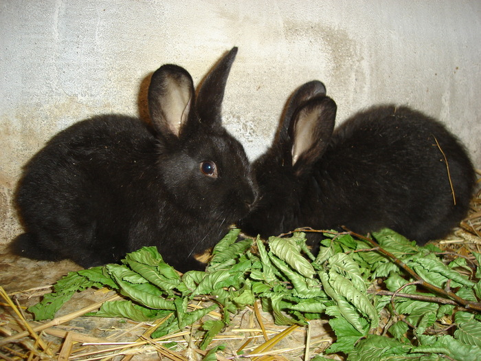 Pui negru vienez - 08 - Ferma iepuri Moreni