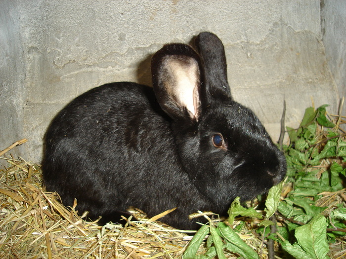 pui Negru vienez - 08 - Ferma iepuri Moreni