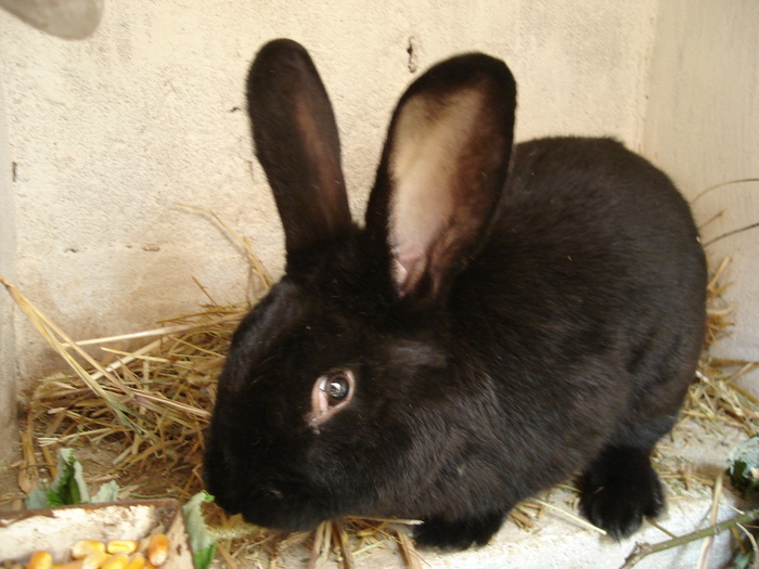 Negru vienez - 08 - Ferma iepuri Moreni