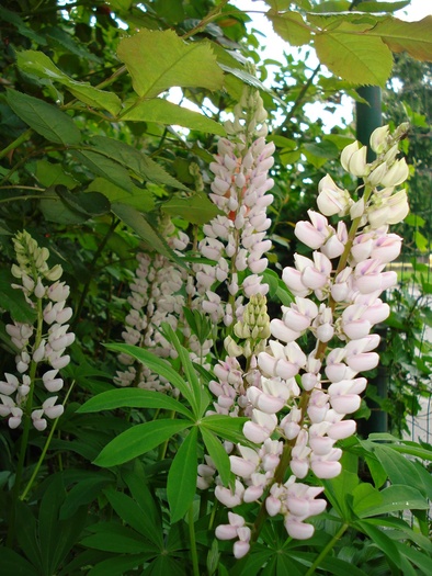 Lupin 24052010