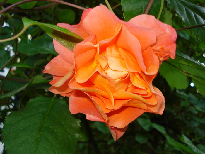 "Westerland" U 24052010