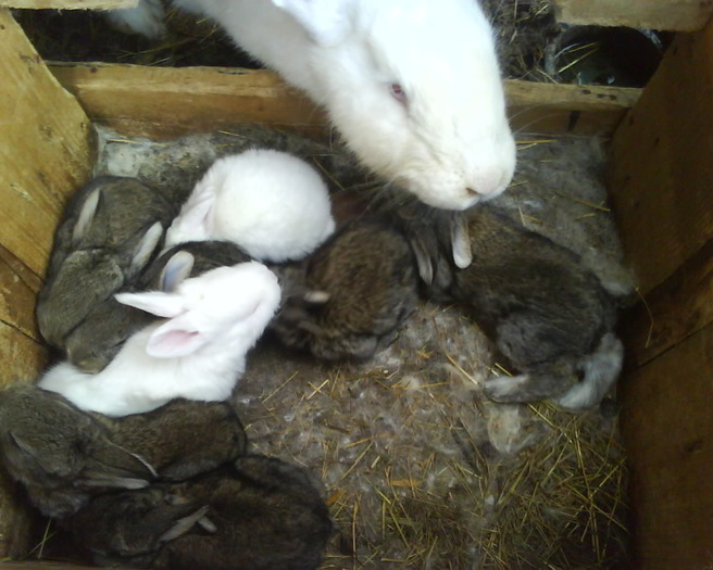 Fotografia 1150 - iepuri rasa belgian