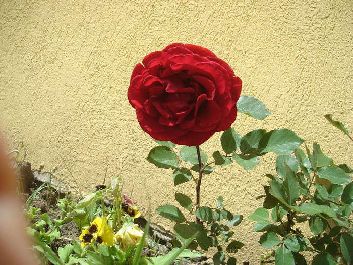 Don Juan - Trandafiri