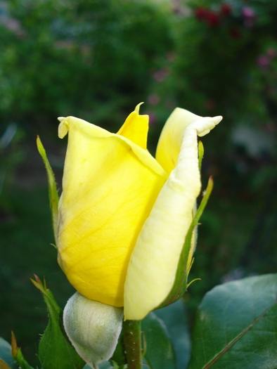 "Landora" Th 24052010