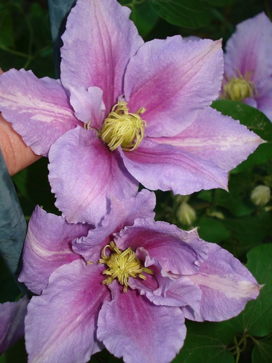 "Piilu" 24052010 - Clematis 2010