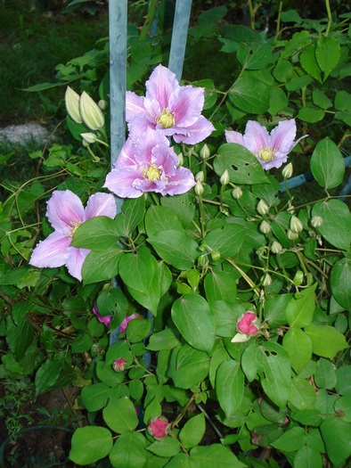 DSC04453 - Clematis 2010