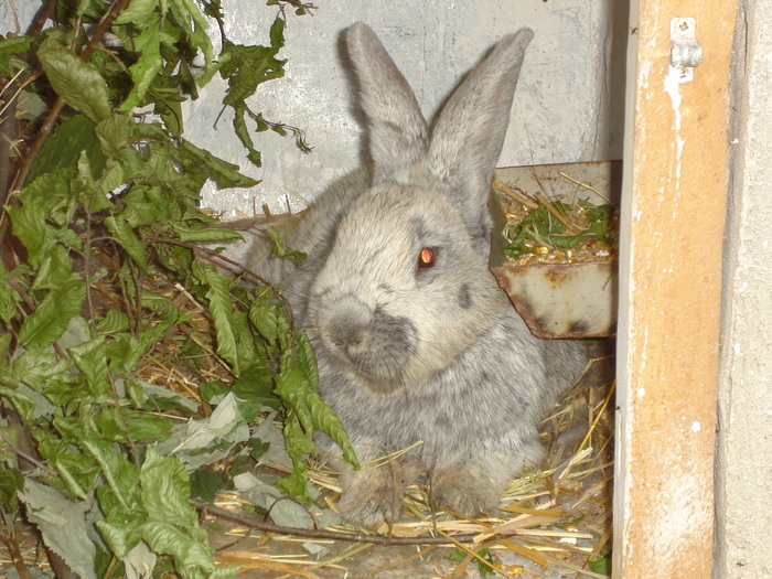 Argintiu francez - 08 - Ferma iepuri Moreni