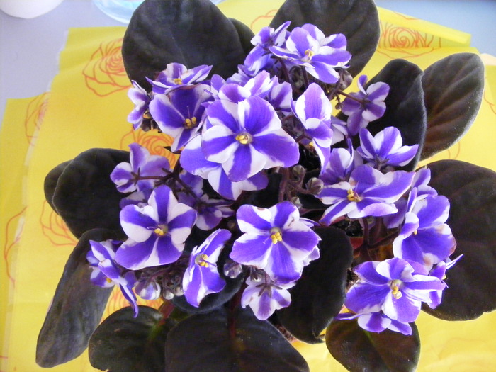 violeta - FLORI 2010