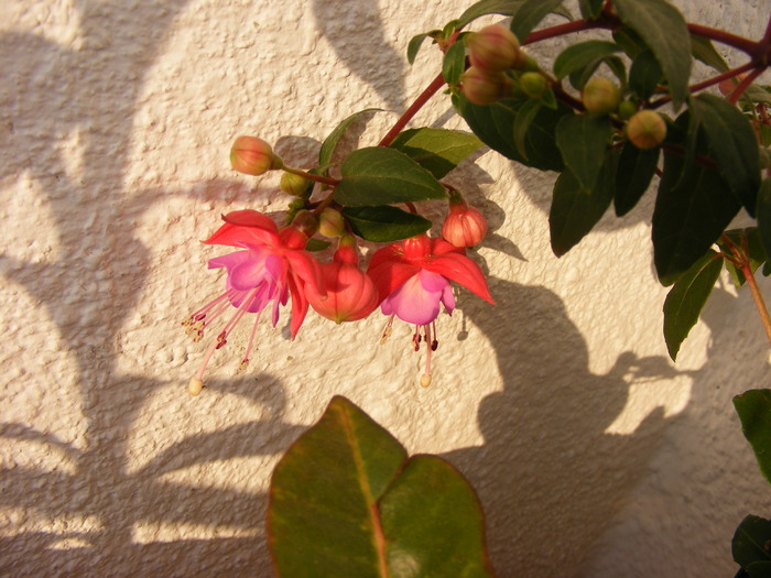 fuchsia - FLORI 2010