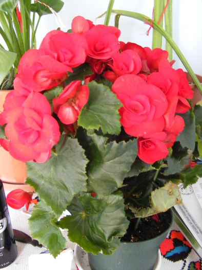 BEGONIA - FLORI 2010