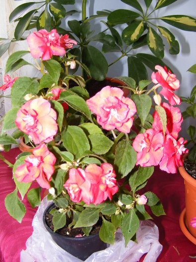 IMPATIENS - FLORI 2010