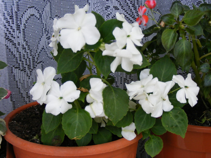 IMPATIENS