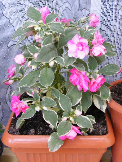 IMPATIENS
