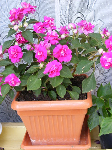 IMPATIENS