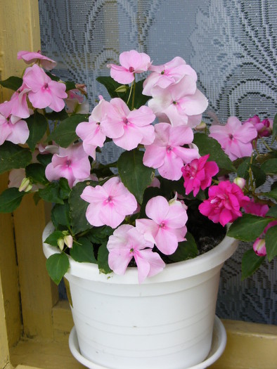 IMPATIENS