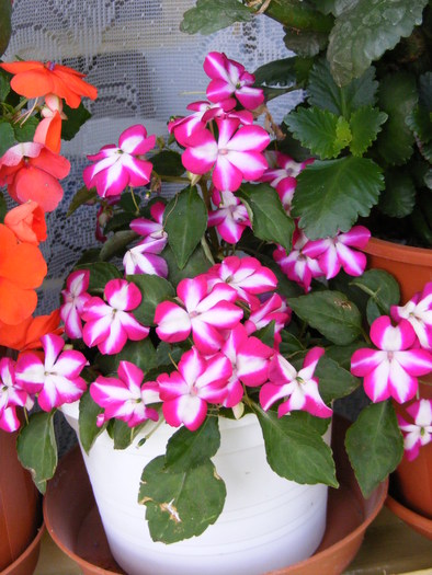 IMPATIENS