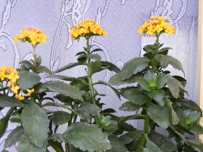 KALANCHOE