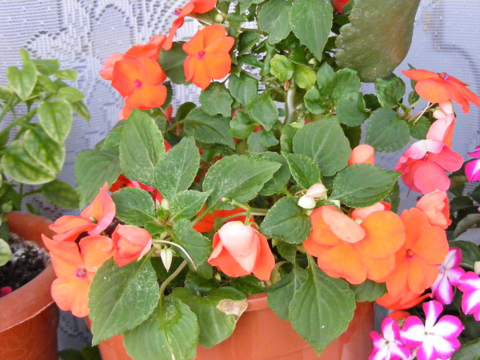 IMPATIENS