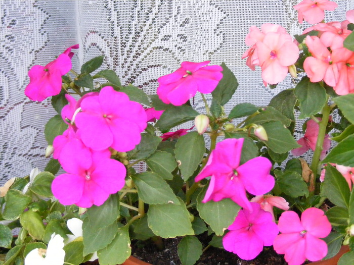 IMPATIENS