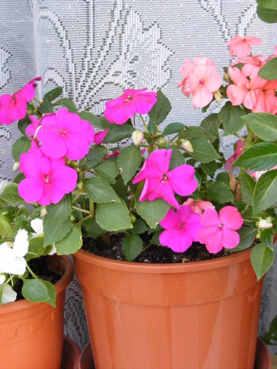 IMPATIENS