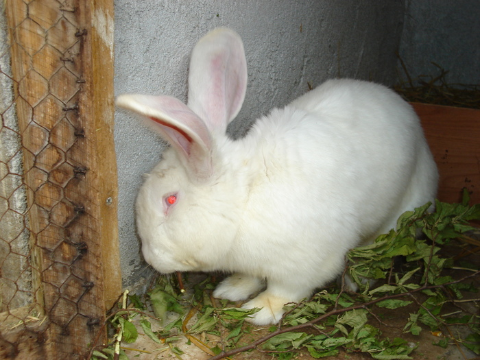 Urias alb - 08 - Ferma iepuri Moreni