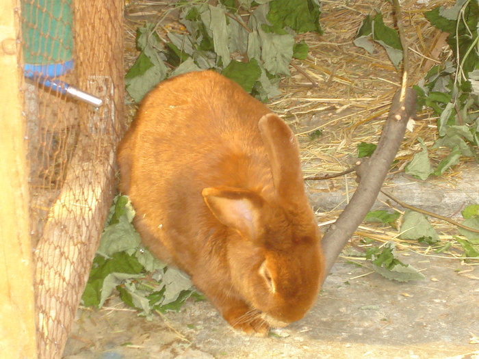 neozeelandez rosu - 08 - Ferma iepuri Moreni